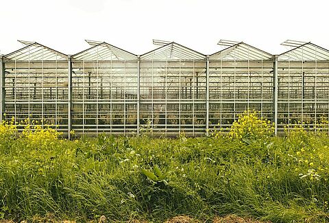 Biodiversity counts at Koppert