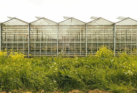 Biodiversity counts at Koppert