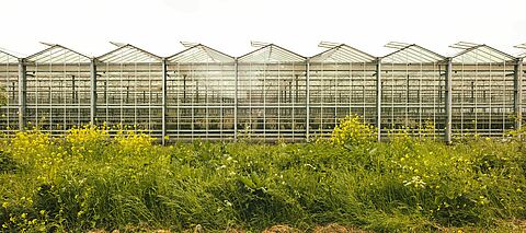 Biodiversity counts at Koppert