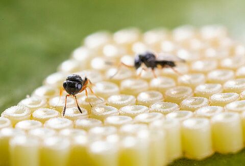 Nezapar – A safe and natural solution for destructive stink bugs