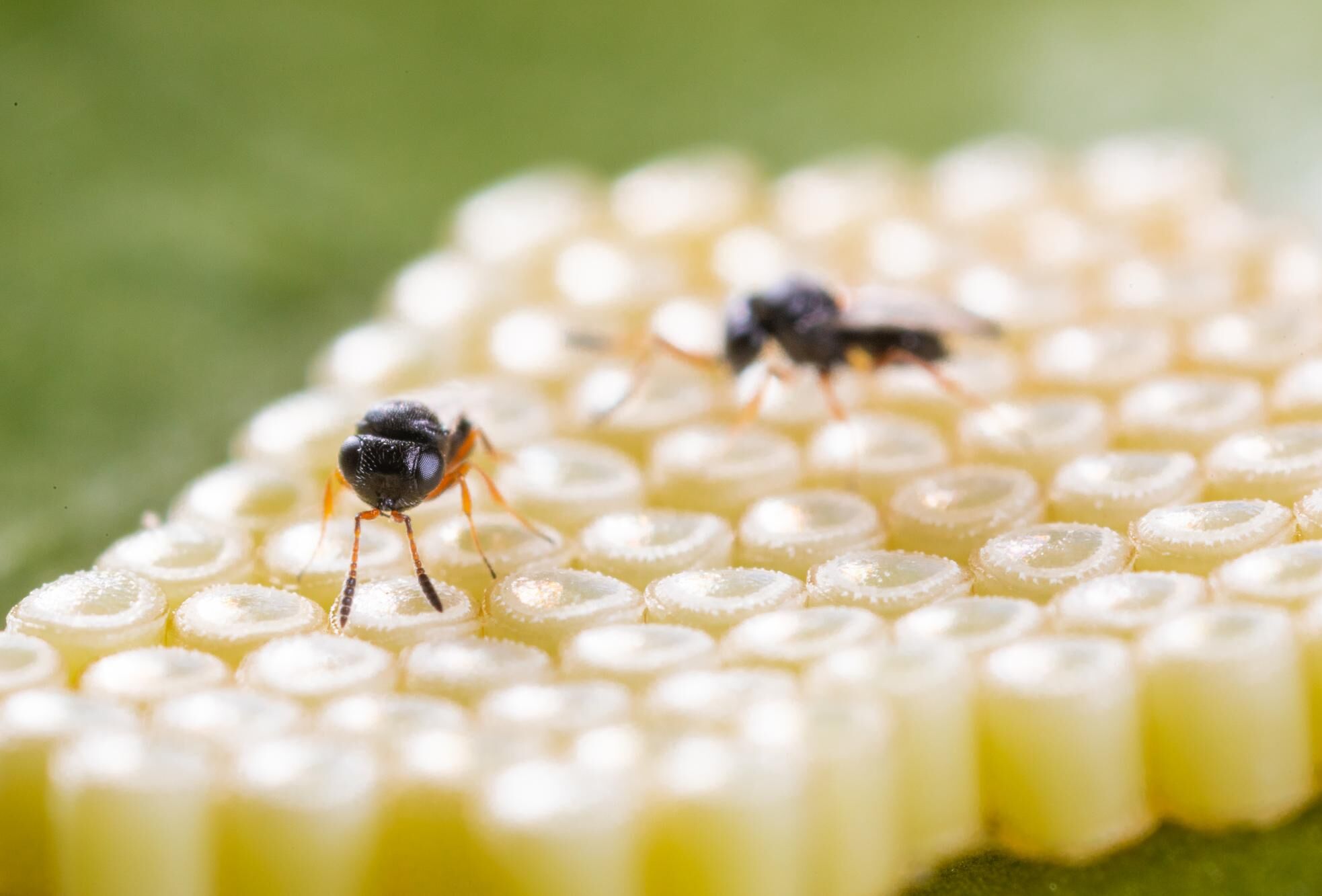 Nezapar – A safe and natural solution for destructive stink bugs