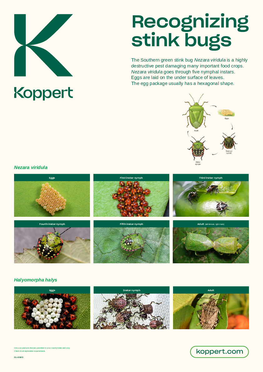 Recognize Stink bugs