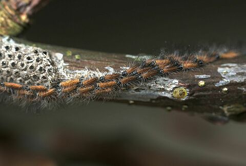 Venray: biological control of oak processionary caterpillars