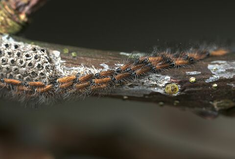 Venray: biological control of oak processionary caterpillars