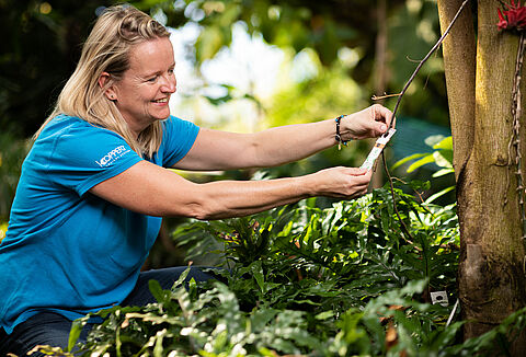 Tropical garden in the Netherlands