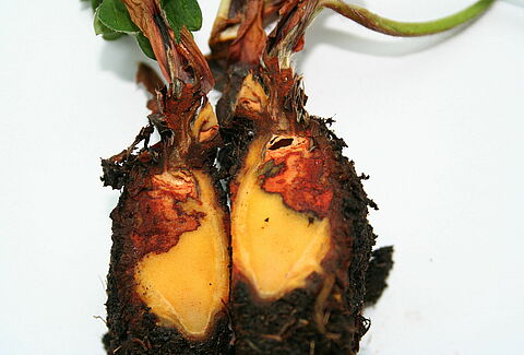Root and crown rot of strawberry