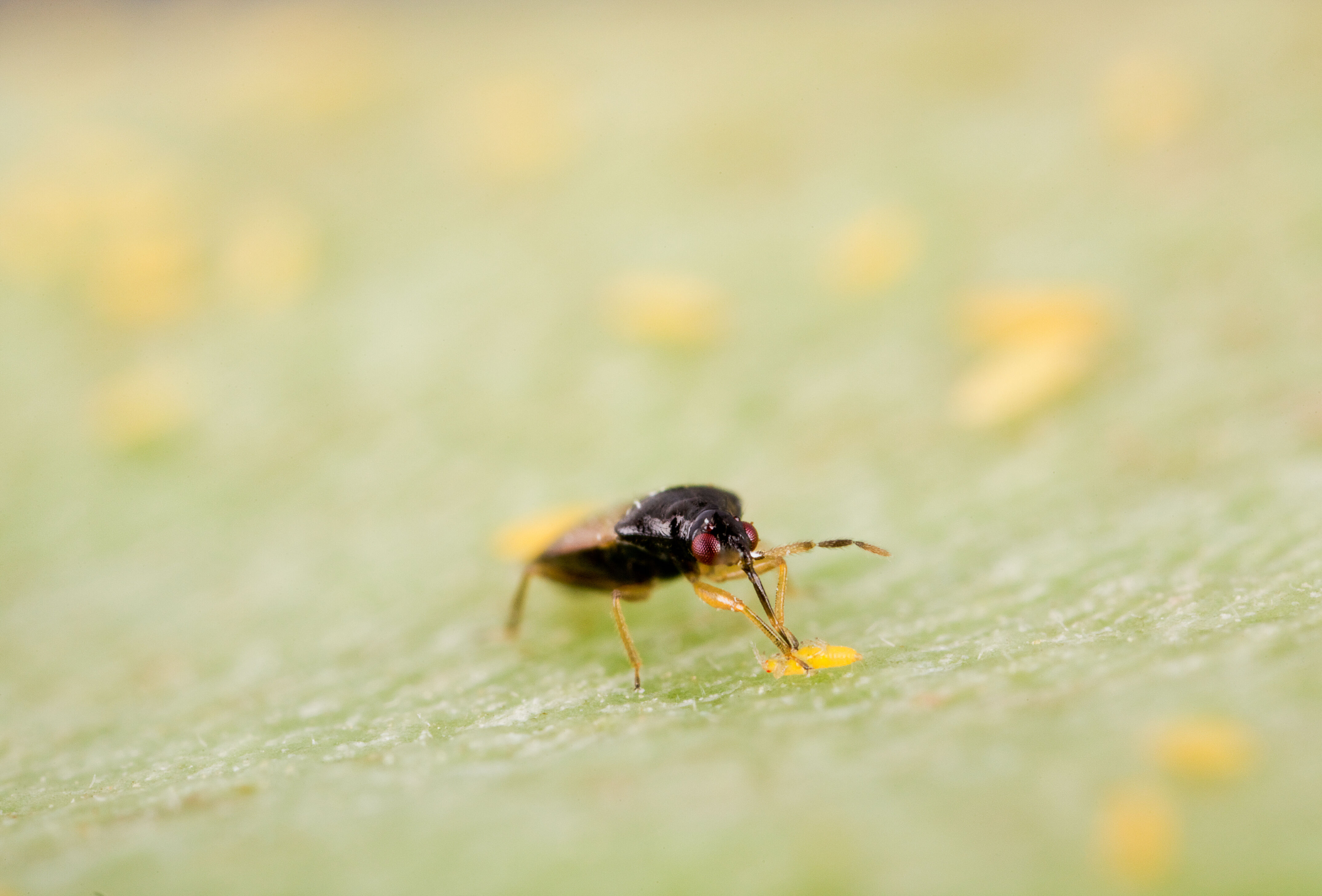 Biological control of thrips in leek with Orius