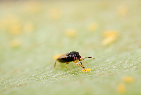 Biological control of thrips in leek with Orius