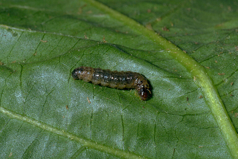Larva of the Southern European Marshland Pyralid Duponchelia fovealis