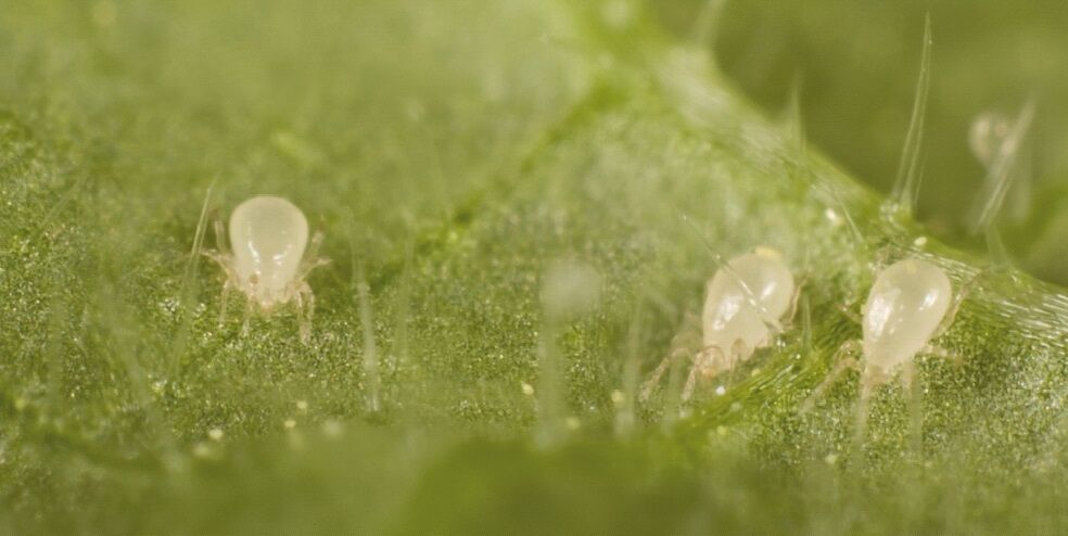 Predatory mites against thrips and whitefly - a question of customization