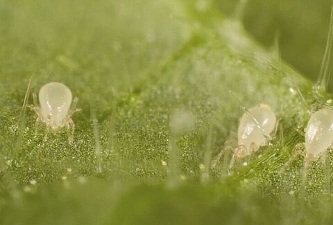 Predatory mites against thrips and whitefly - a question of customization