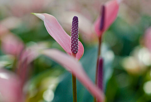 Anthurium