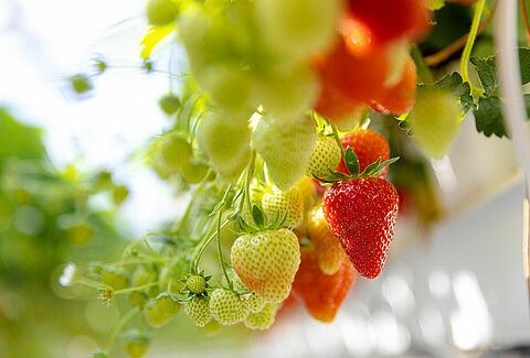 Soil grown strawberries thrive on Vidi Funda