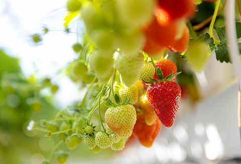 Soil grown strawberries thrive on Vidi Funda