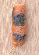 Black rot on carrot Alternaria radicina damage symptoms on carrot