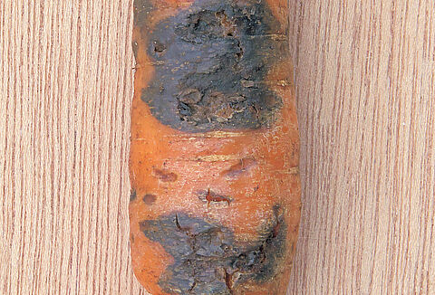 Black rot on carrot Alternaria radicina damage symptoms on carrot