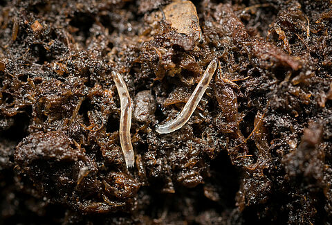 Sciarid flies
