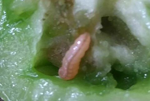 Tomato fruit borer