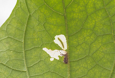 Larva in leaf of the Tomato leafminer Tuta absoluta