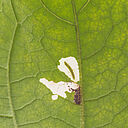 Larva in leaf of the Tomato leafminer Tuta absoluta