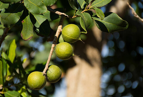 Macadamia