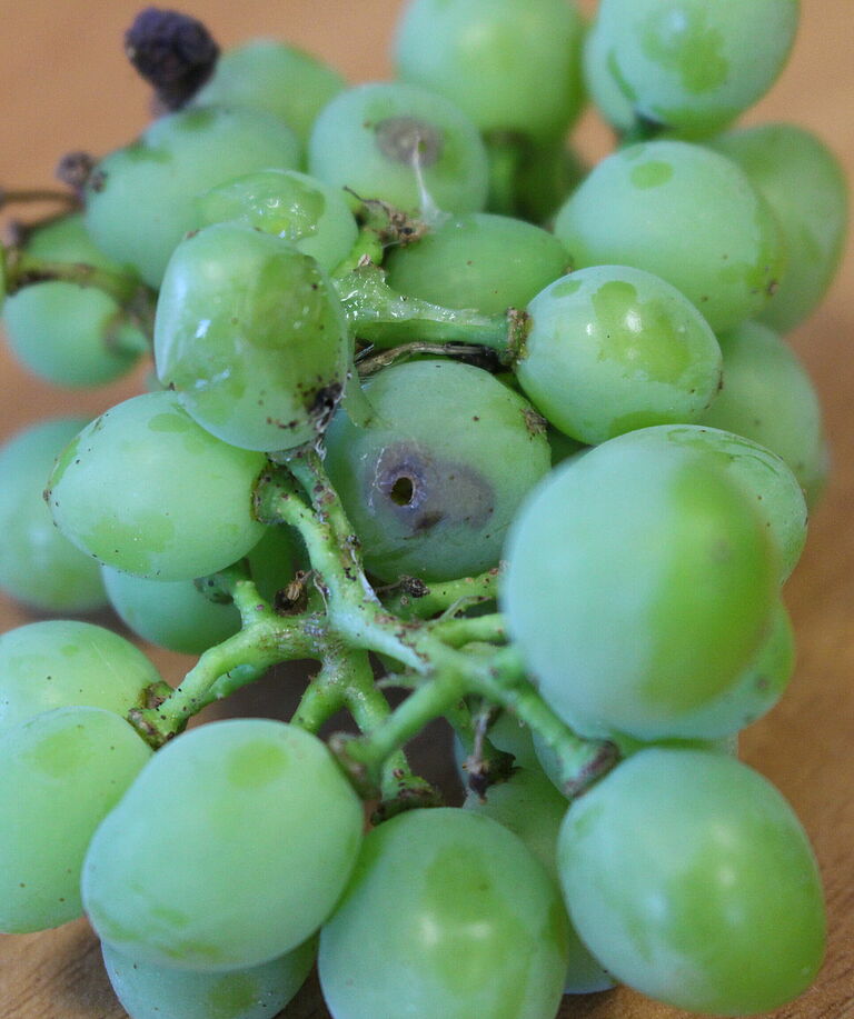 Damaged grapes caused by the European grapevine moth Lobesia botrana