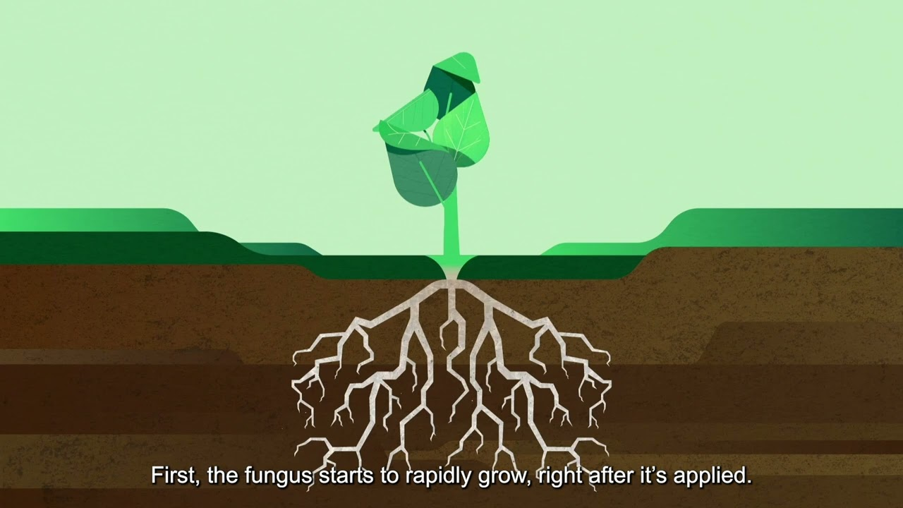 Mode of action - Trianum