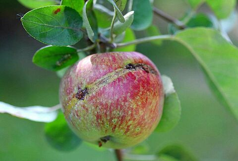 Apple sawfly