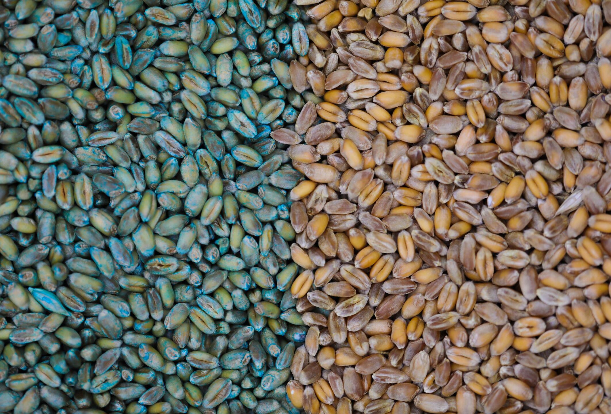 Cerall: 100% biological seed treatment against fungal diseases