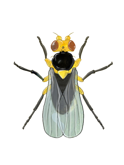 Tomato leaf miner Liriomyza bryoniae adult