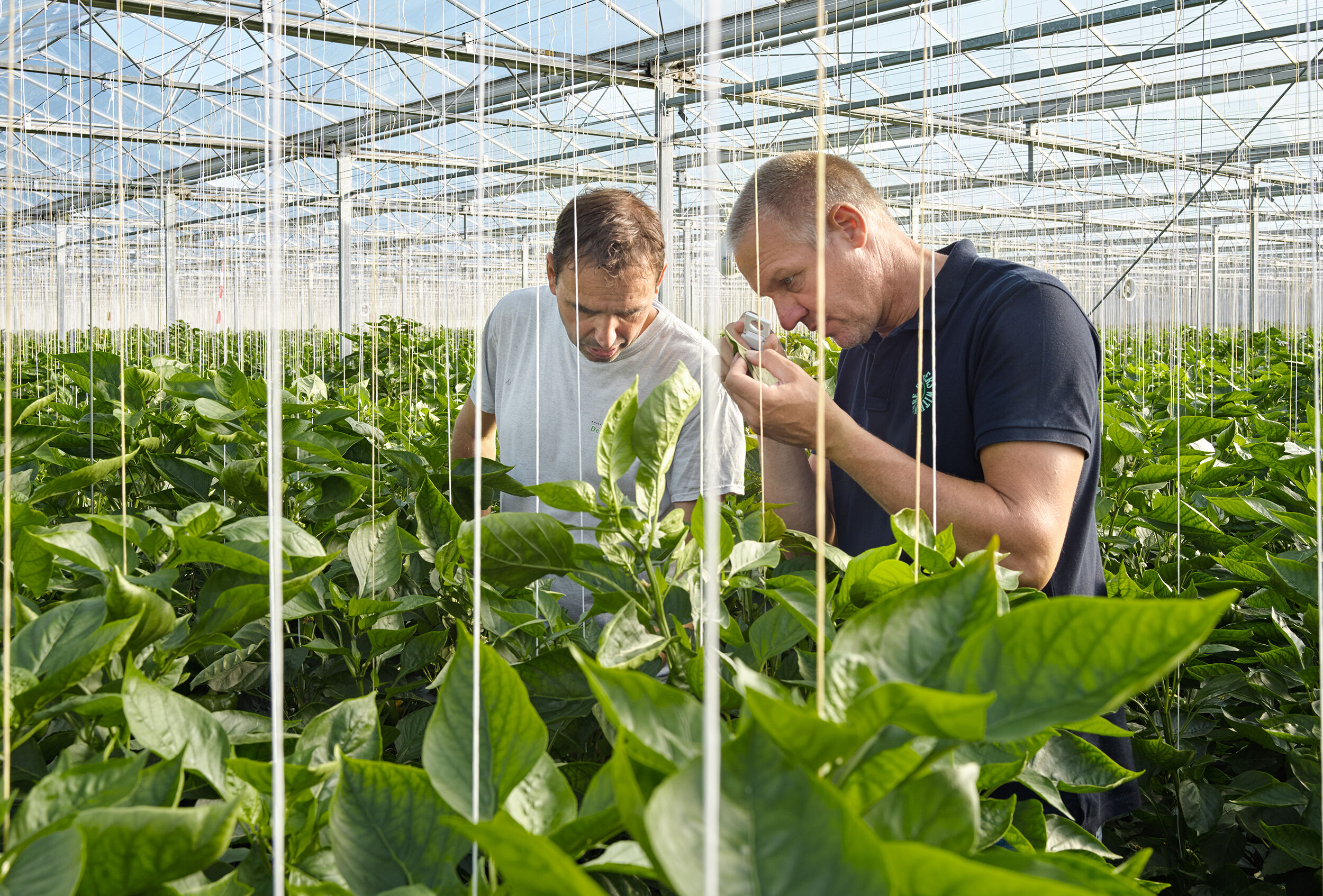 Working together for a healthy and resilient plant