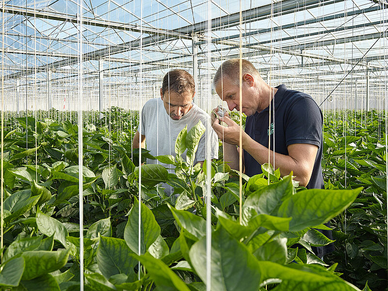 Paprikakweker kwekerij de Westhoek Herenlaand 3 Maasland