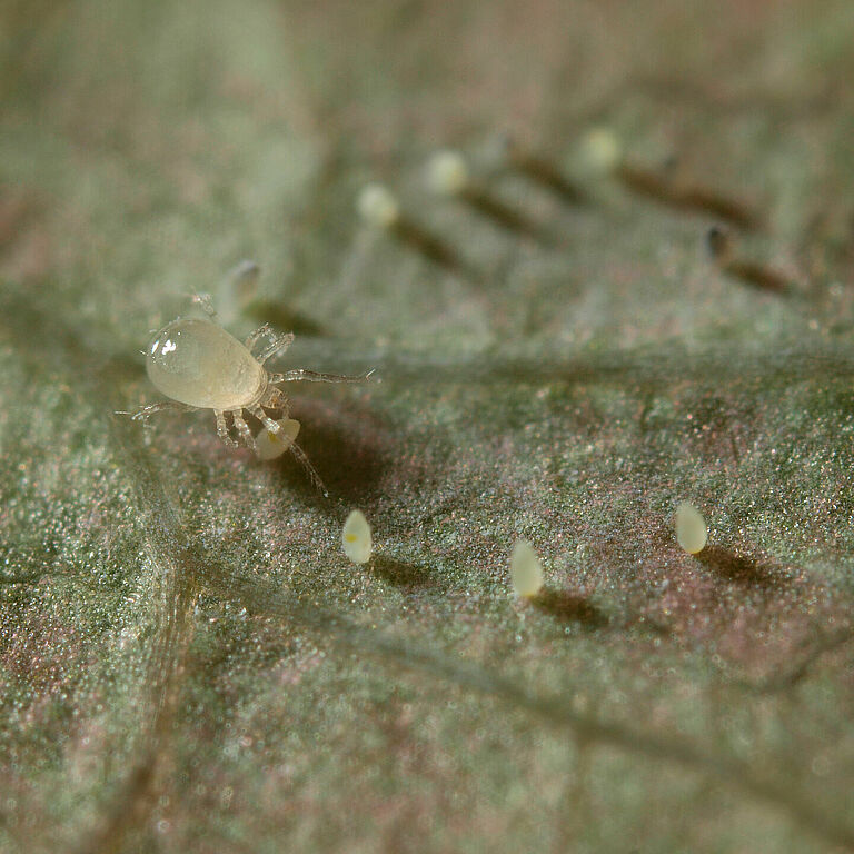 Amblydromalus limonicus