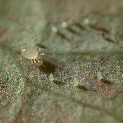 Amblydromalus limonicus