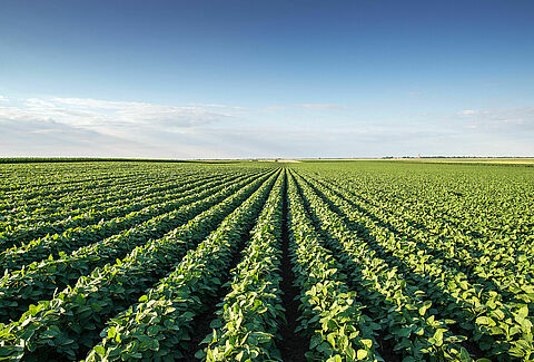 Advancing biological crop protection in outdoor crops in partnership with growers