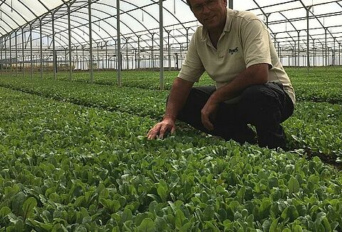 Excellent results with Trianum-P: ‘The yield is above average’