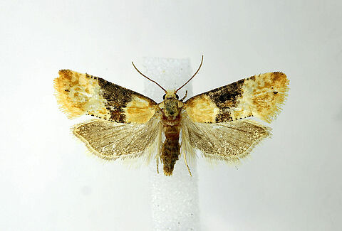 Grape berry moth