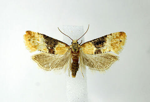 Grape berry moth