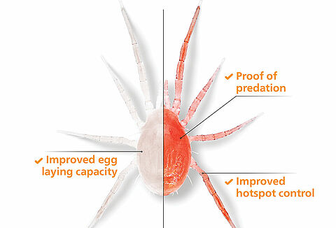 Advanced biocontrol of spider mite with Spidex Vital