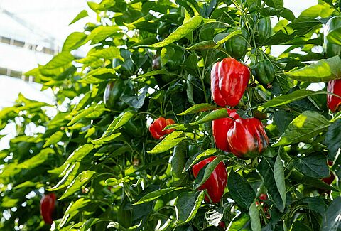Biological control gains ground in sweet pepper cultivation