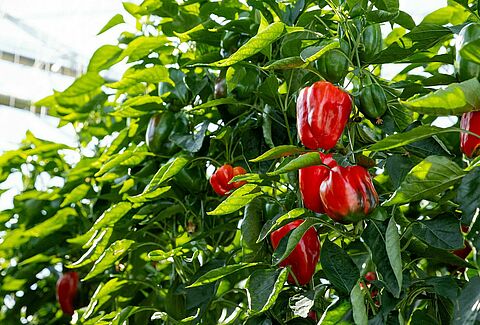 Biological control gains ground in sweet pepper cultivation