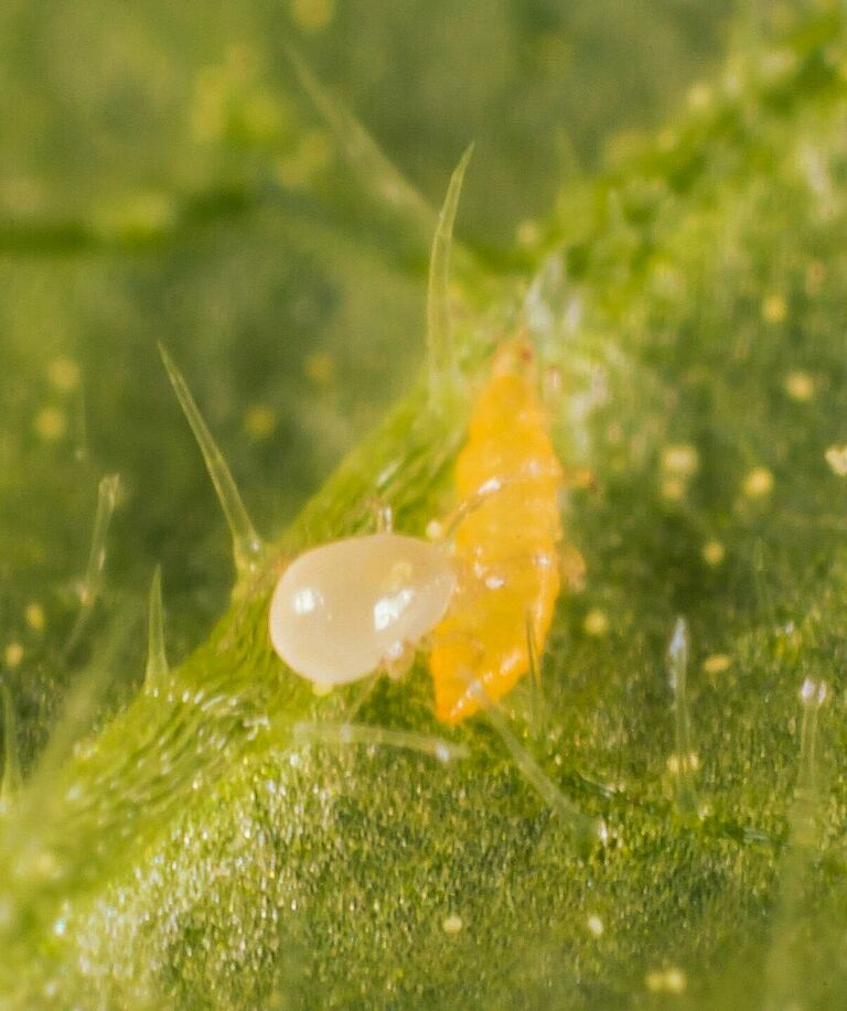 Amblydromalus limonicus