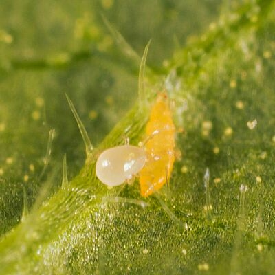 Amblydromalus limonicus