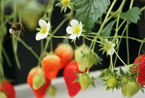 Out of hibernation and ready for strawberry pollination