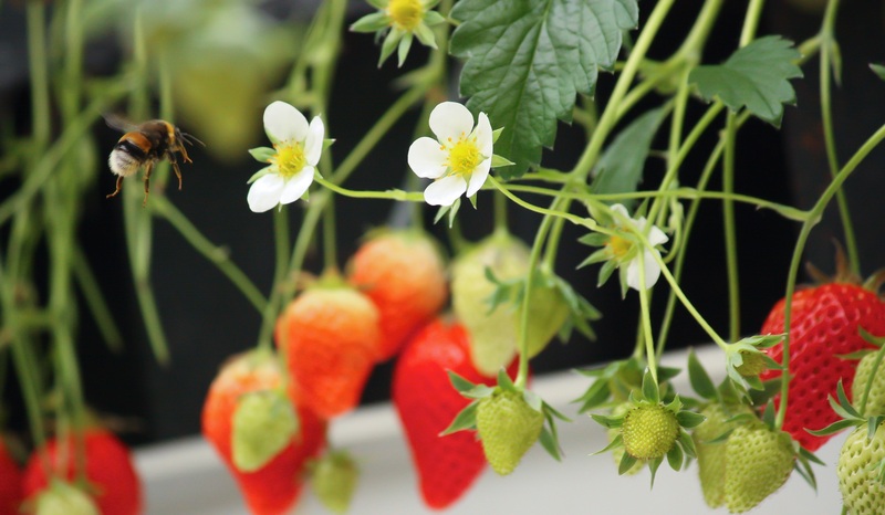 Understanding the Role of Pollination in Strawberry Yields in Vertical Farms