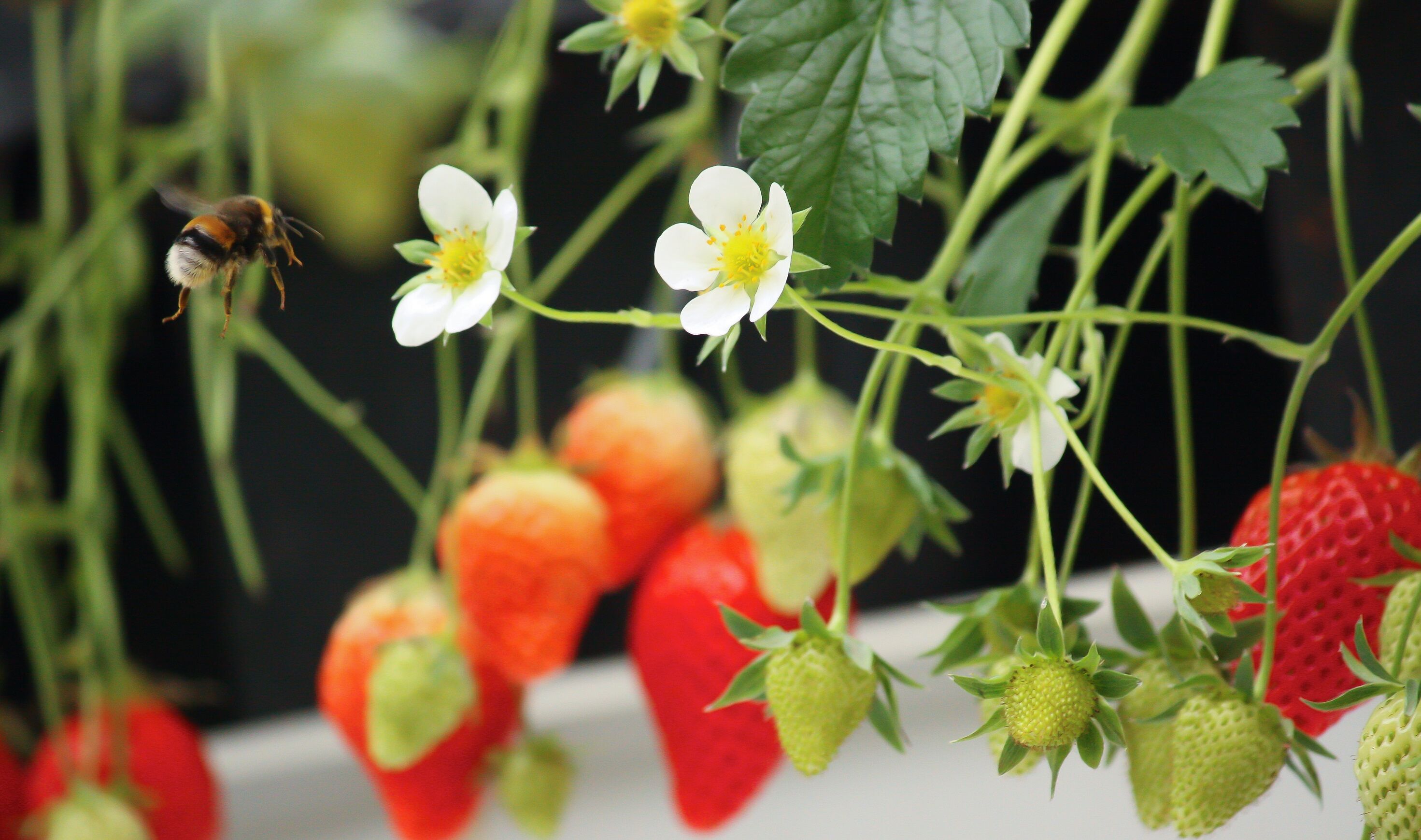 Out of hibernation and ready for strawberry pollination