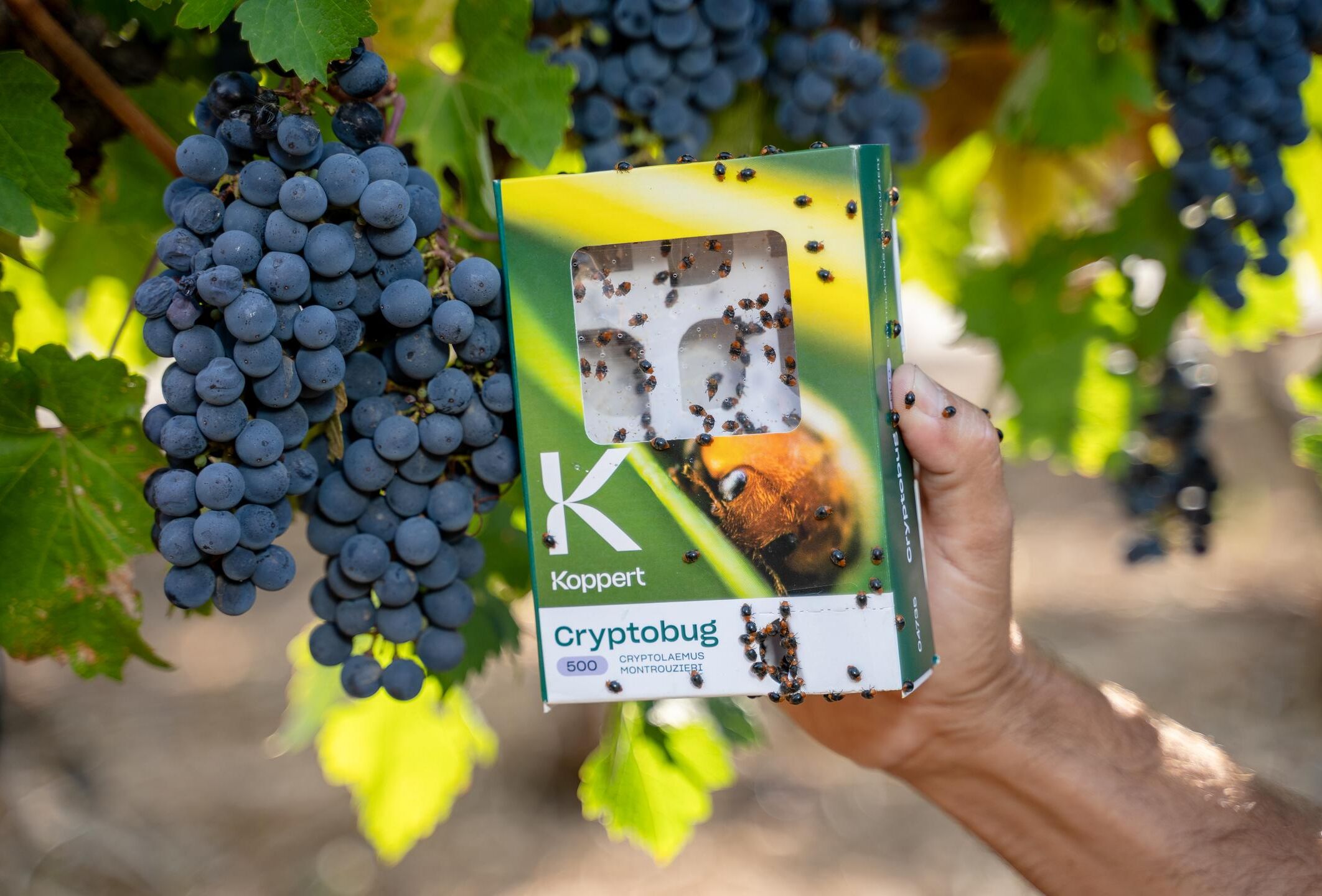 Comprehensive vineyard protection against mealybugs