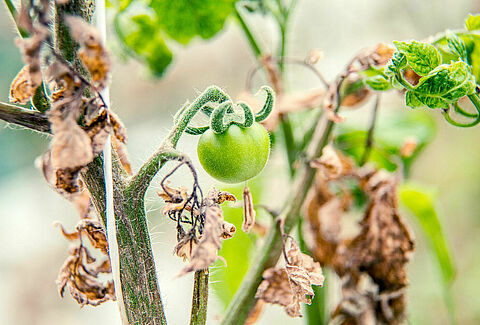 Pepino mosaic virus