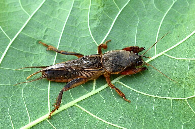 Adult form of the European mole cricket Gryllotalpa gryllotalpa