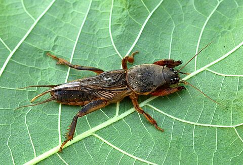European mole cricket